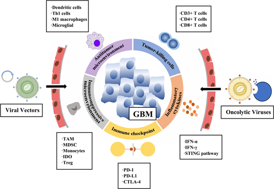聚焦药靶：“以毒攻毒”——溶瘤病毒的最新研究进展