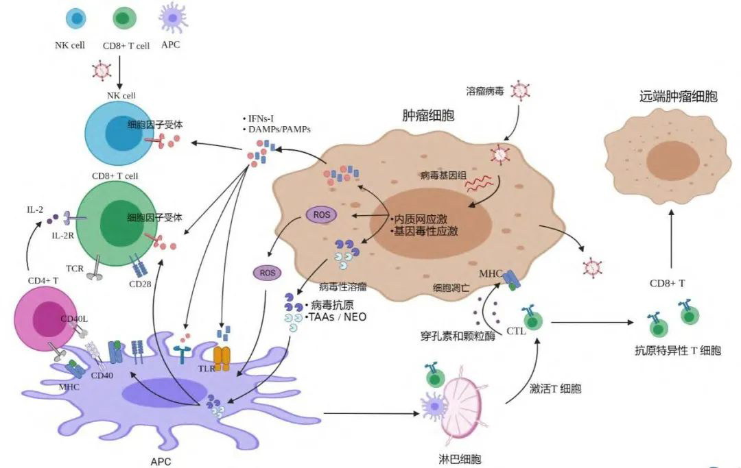 聚焦药靶：“以毒攻毒”——溶瘤病毒的最新研究进展