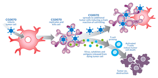 聚焦药靶：“以毒攻毒”——溶瘤病毒的最新研究进展