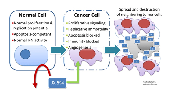 聚焦药靶：“以毒攻毒”——溶瘤病毒的最新研究进展