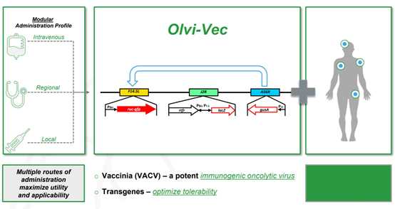 聚焦药靶：“以毒攻毒”——溶瘤病毒的最新研究进展