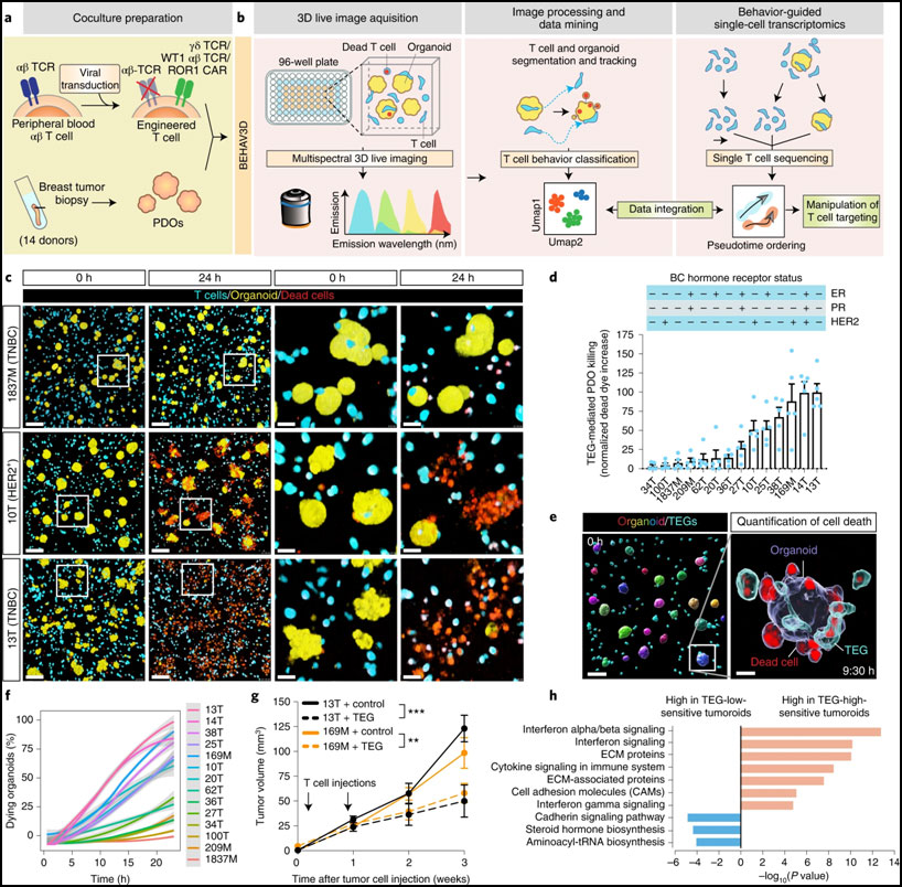 盘点：免疫细胞治疗最新研究进展