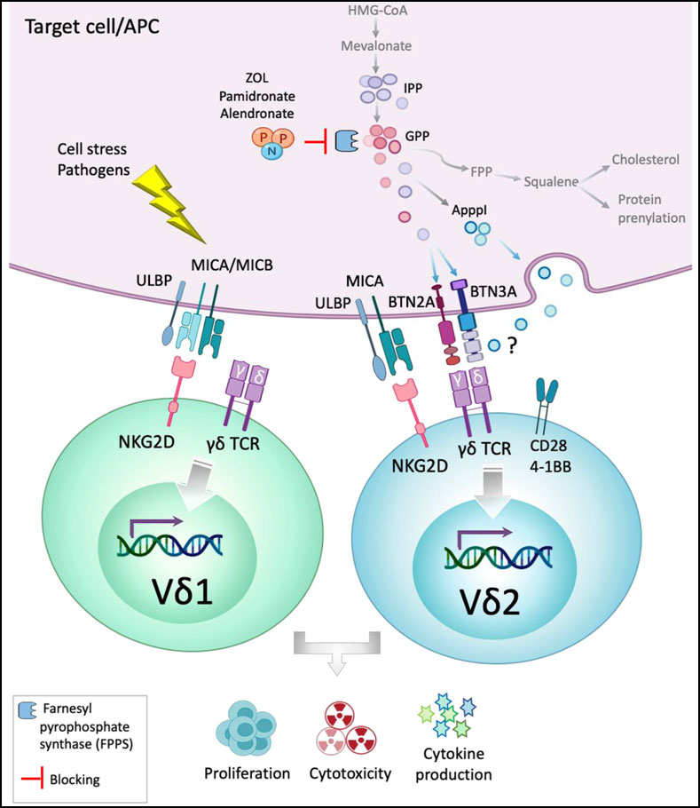 盘点：免疫细胞治疗最新研究进展