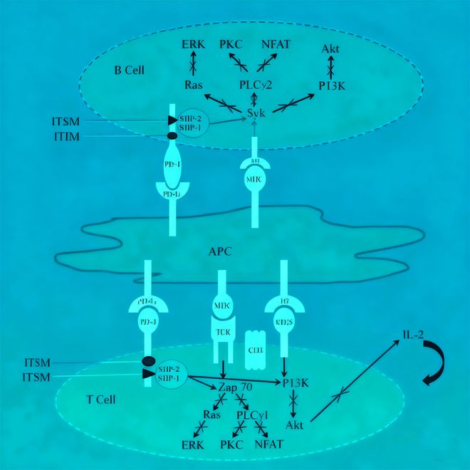 PD-L1抗体：如何重塑肿瘤免疫治疗的未来格局?